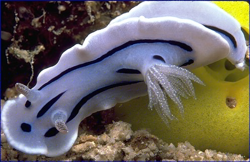 Chromodoris willani