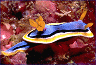 nudibranch #20 (added March 5th)