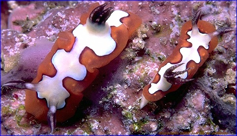 picture of Chromodoris fidelis pair