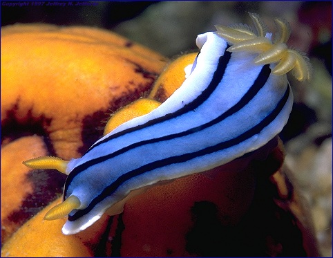 Chromodoris lochi