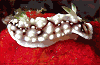 nudibranch #31   15 Nov '97