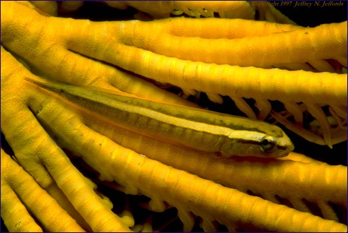 Clingfish (#34A)