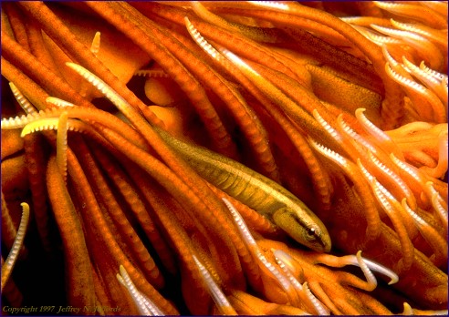 Clingfish & Crinoid (#32A)