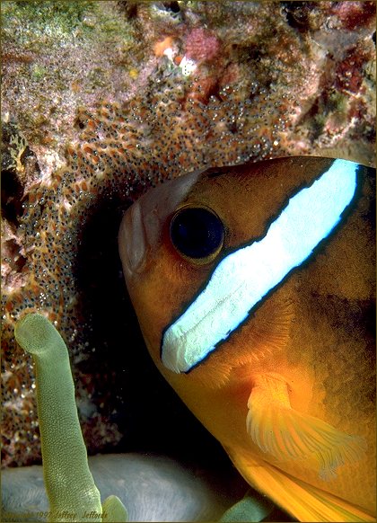 Clark's Anemonefish tending its nest
