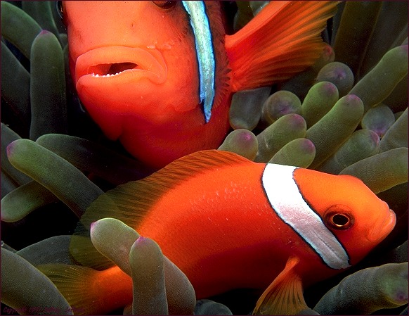 Pair of Tomato Anemonefish