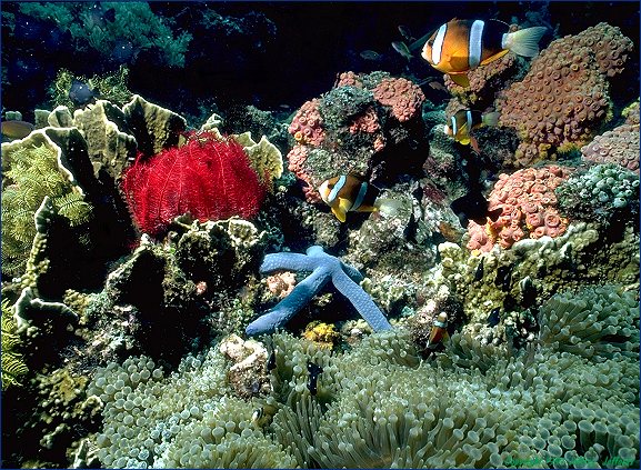 Clark's Anemonefish, 3-Spot Dascyllus and reef
