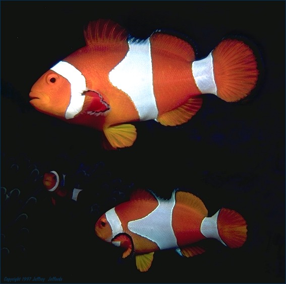 Anemonefish In Space