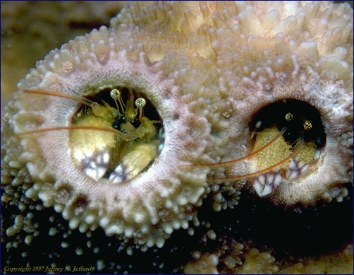 Two coral hermits peek from their apartments (#18A)