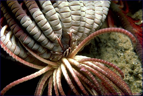 Crinoid & squat lobster (#29A)