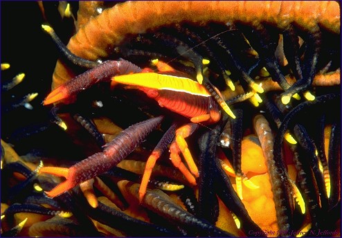 Crinoid and Squat Lobster (#30A)