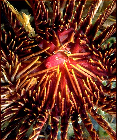 Squat lobster on crinoid (#26A)