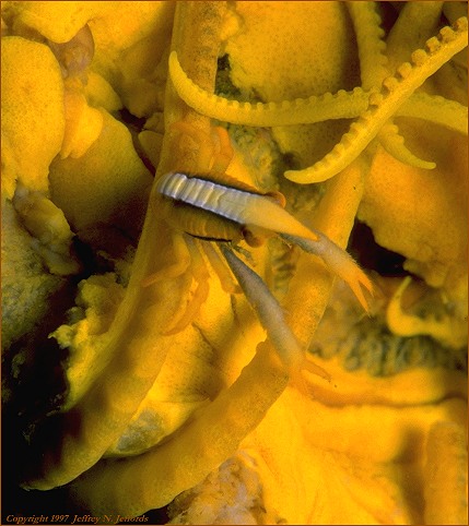 Crinoid and Squat Lobster (#42A)