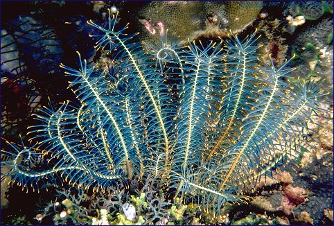 Blue crinoid (#25A)