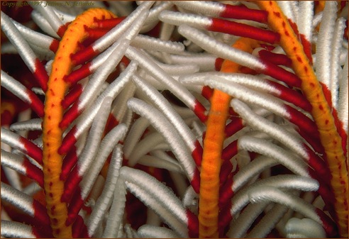 close view of crinoid tentacles (#28A)