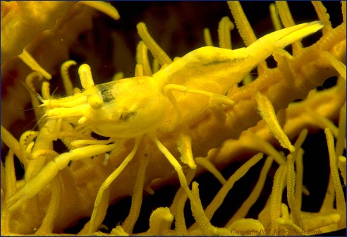 Crinoid with Shrimp (#35A)