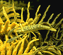 Crinoid shrimp (#38A)