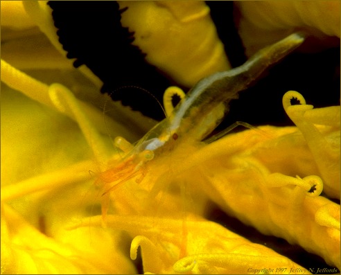 Crinoid Shrimp (#40A)