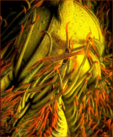 Crinoid shrimp (#41A)