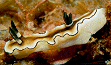 Nudibranch #36, added 20 sep 2000