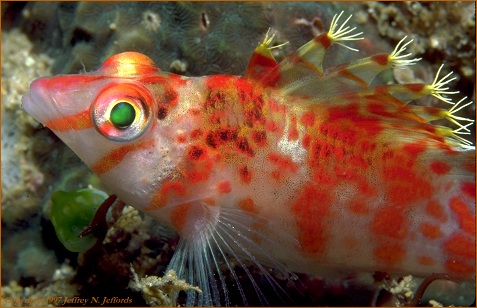 dwarf hawfish (photo 15A)