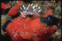 picture of a nudibranch #6