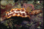 picture of a nudibranch #7