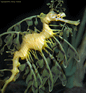 Leafy Sea Dragon [148K]