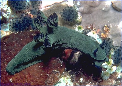 Nembrotha milleri nudibranch