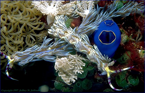 frame #29 added May 27 '97