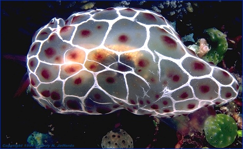 frame #24 Pleurobranchus sp. (don't you love nudibranchs?)