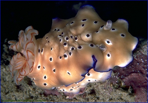 frame #22 Risbecia tryoni