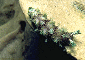picture of a nudibranch #10