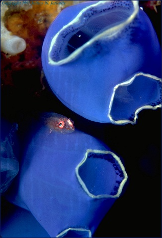 blue tunicates with lonely-looking fish