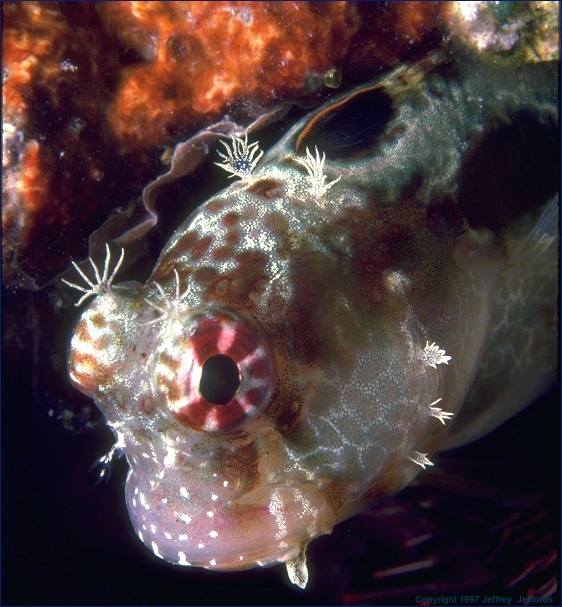 blenny photo (#74, added 16 April '98, 99k)