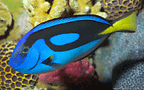 blue tang #1 [165K]