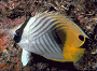 butterflyfish