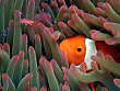 clownfish and shrimp thumbnail
