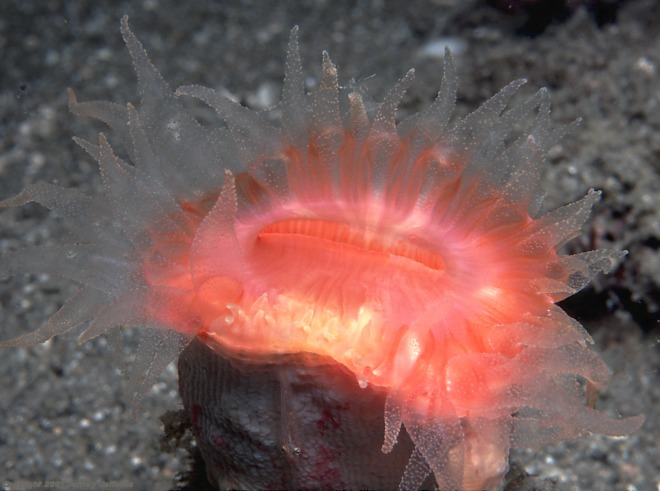 Cup coral [77k]