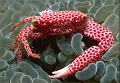 coral_crab_hardcoral_thumb.gif (9415 bytes)