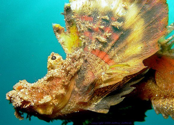 demon stinger, side view [77k]