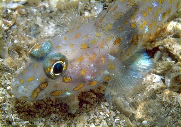 orange spotted sand goby [75K]