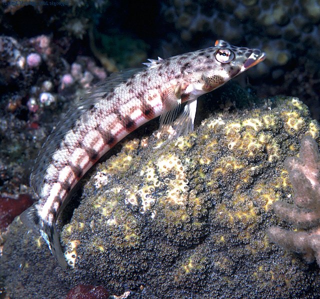 grubfish or sand perch, Parapercis genus fish