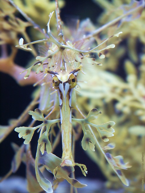 Leafy Sea Dragon front view [80K]