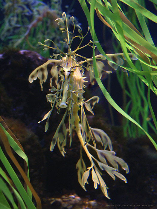 leafy sea dragon, front view #2  [140K]