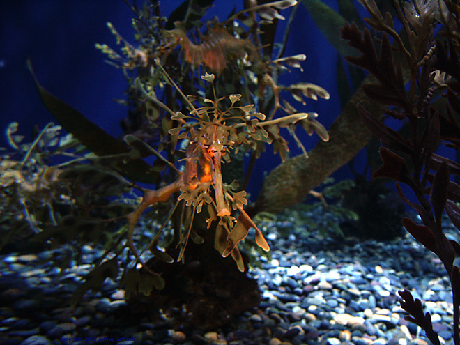 Leafy Sea Dragon #5 [136k]