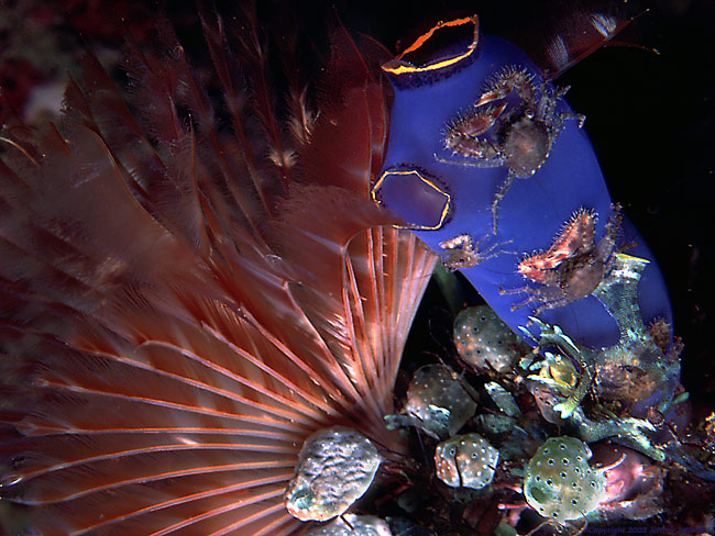 macro reef scene #1 [106k]