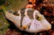 mimic filefish [added 5 feb '01]