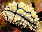 Phyllidia sp. nudibranch [84k] added 20 sept '00