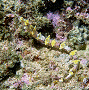 ornate pipefish