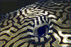 pufferfish_thumb.gif (7355 bytes)